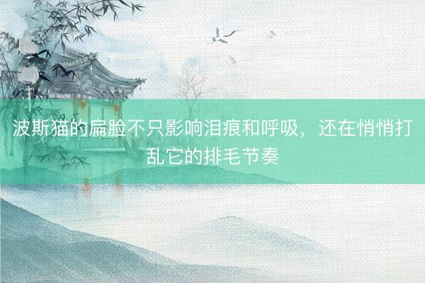 波斯猫的扁脸不只影响泪痕和呼吸，还在悄悄打乱它的排毛节奏