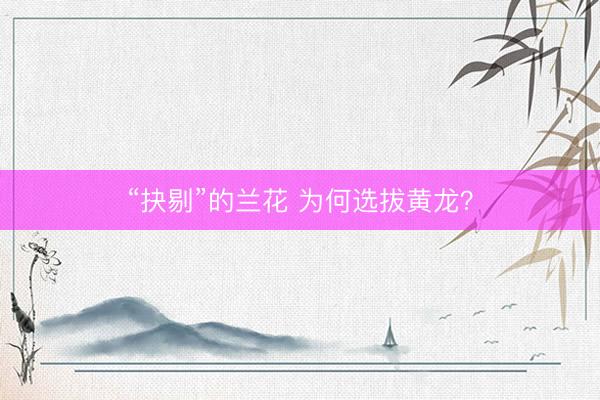 “抉剔”的兰花 为何选拔黄龙?